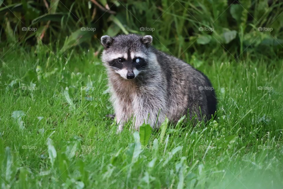 Baby raccoon visiting the backyard .. 