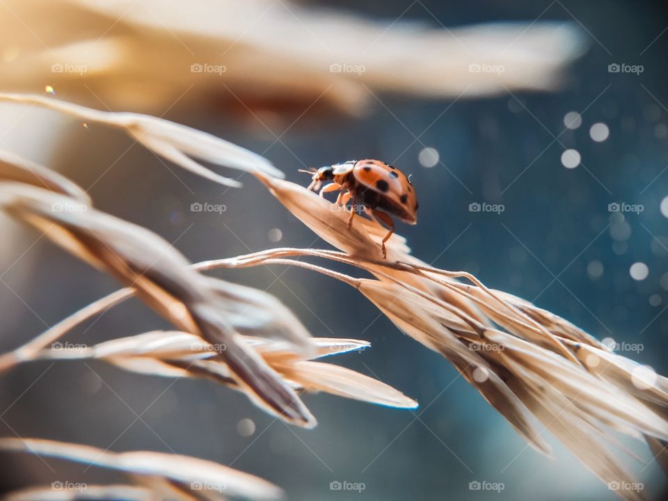 ladybug sitting on dry grass