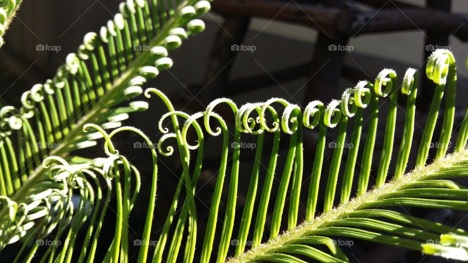 New fern leaf unfolding