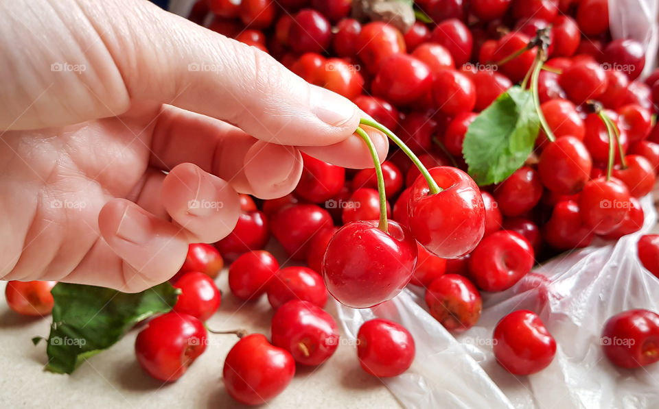 Red ripe cherry fruit in the hand of person on the blurred background made by good and ugly cherries. Summertime.