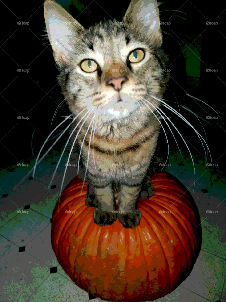 Kitty halloween