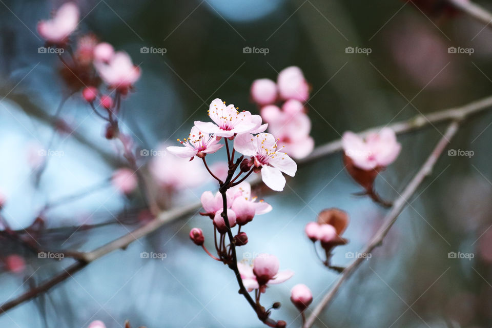 Blooming flowers in spring