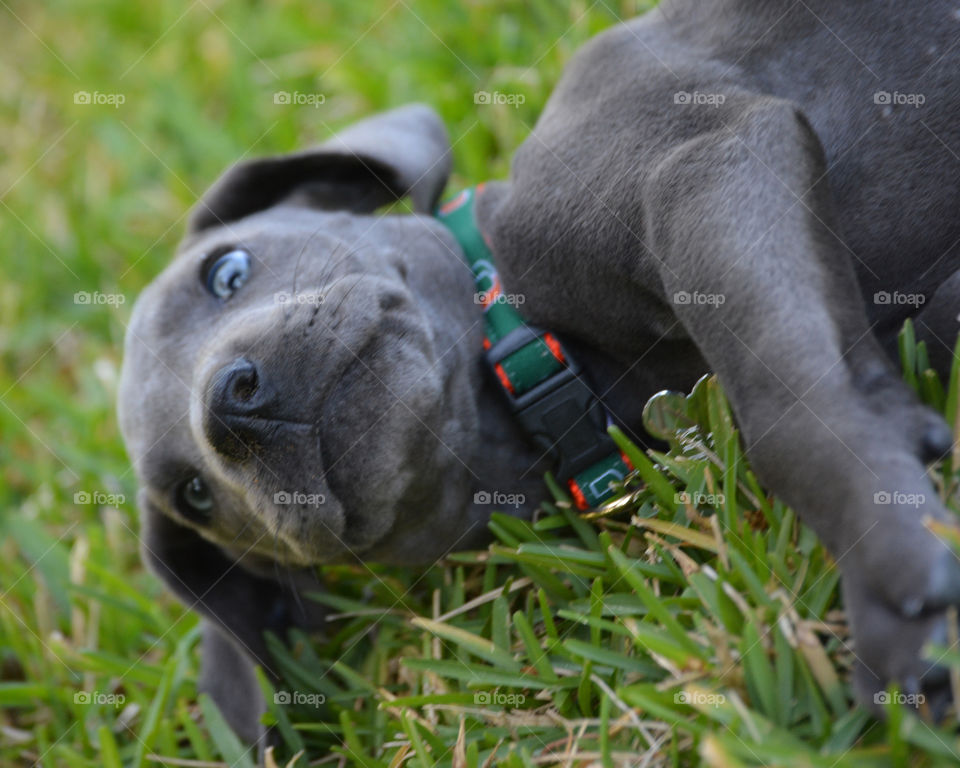 Blue eyed Blue Great Dane Puppy rolling in the grass 