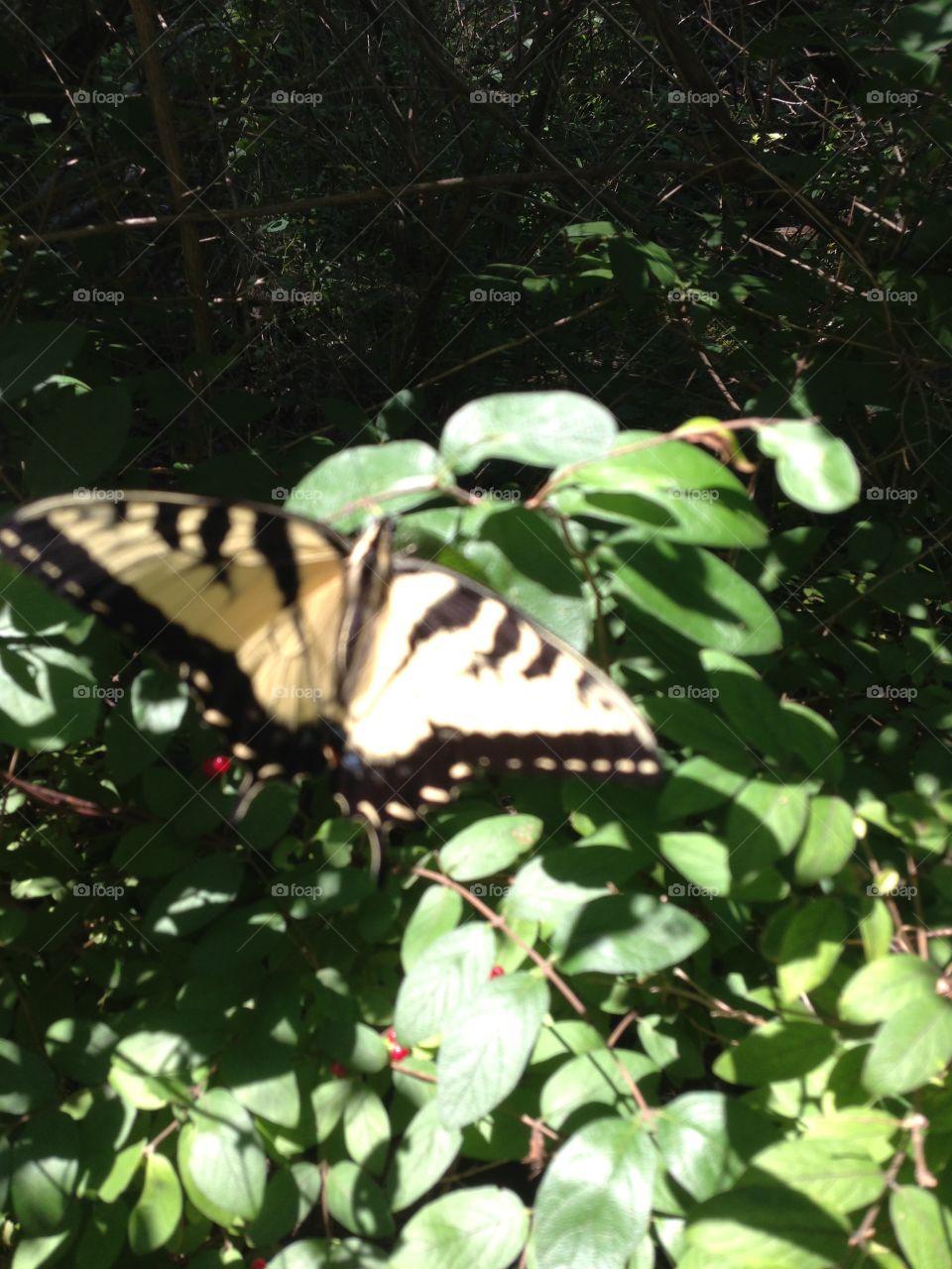 YELLOW SWALLOWTAIL