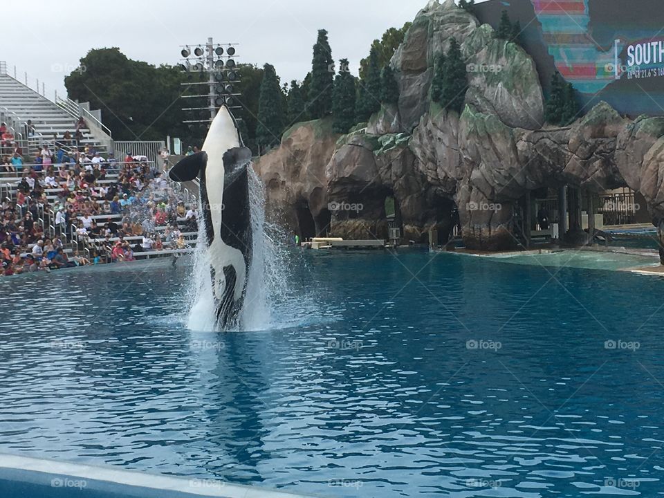 Orca jump