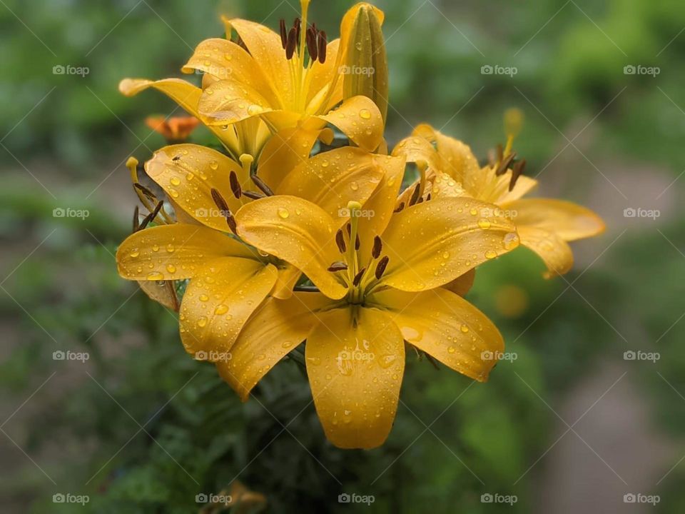 Backyard summer sensational beauty