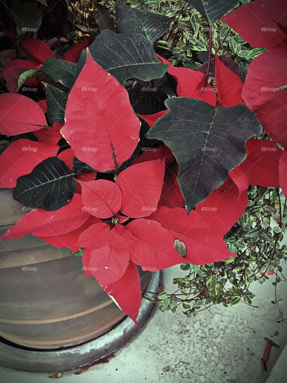 Poinsettia  Pretty 
