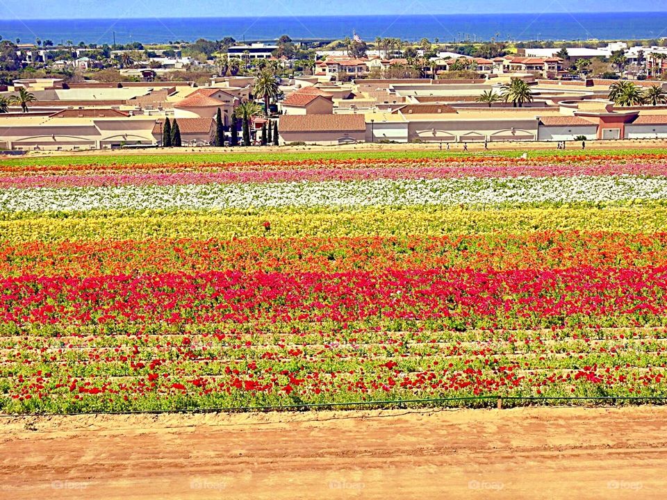 Carlsbad Flower Fields 