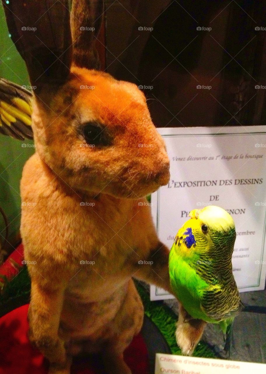 Bunny and parakeet