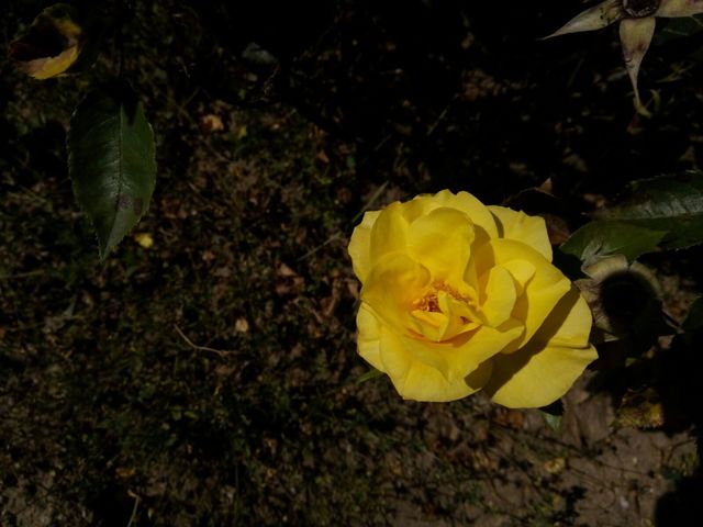 single yellow rose