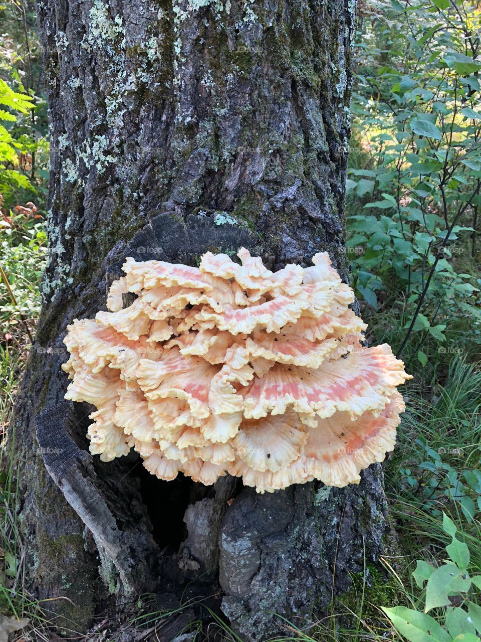 Hen of the woods northern Michigan