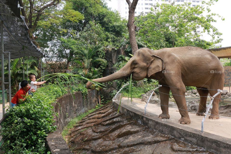 Elephant Zoo Animal