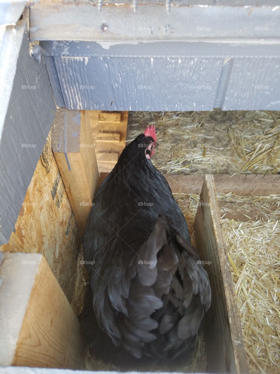chicken in nesting box