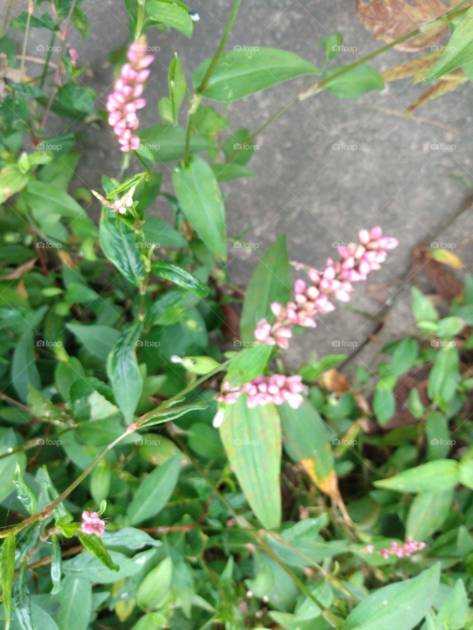 Wildflower Polygonum
