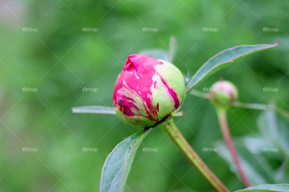 Peony, peonies, roses, pink, red, white, flowers, bouquet, summer, sun, nature. Landscape, still-life, village, flowerbed, plant, vegetation, grass, decor, fluffy, fluffy flowers, bulk flowers, plush flowers, petals, buds, leaves