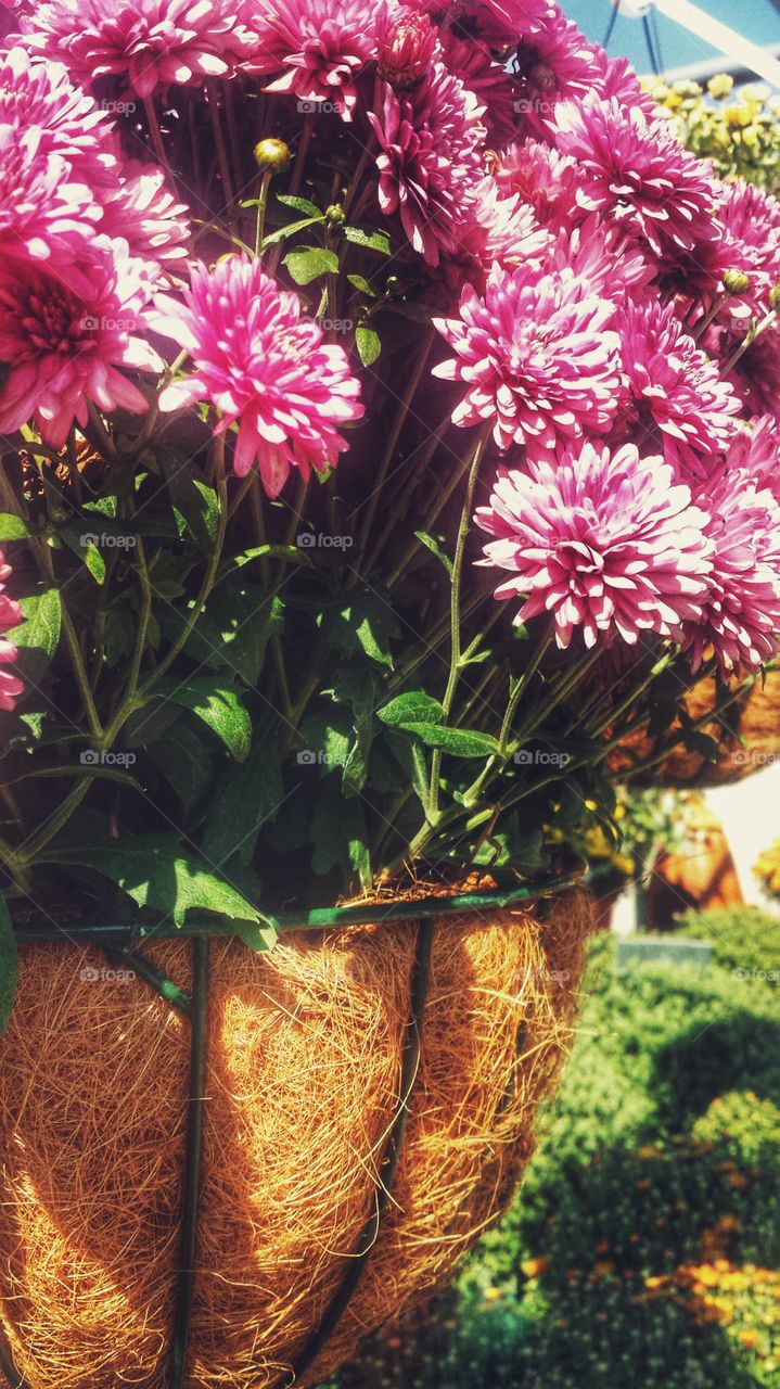 Autumnal Colors. Hanging Flower Baskets