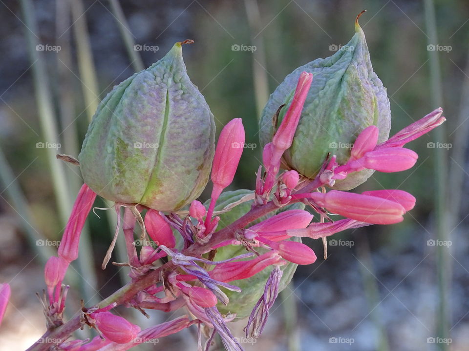 Nature, Flower, Flora, Leaf, Garden