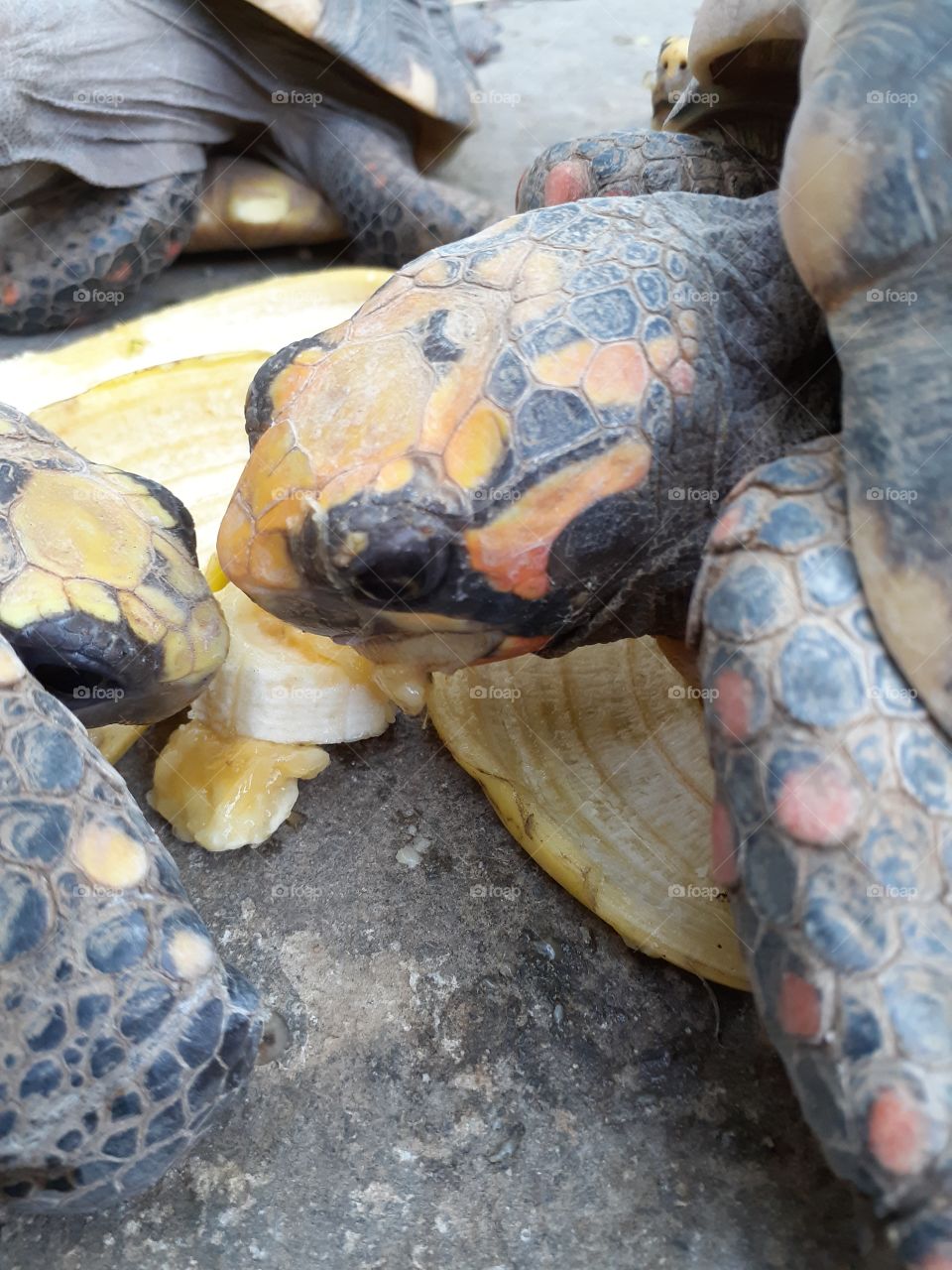 Male and female tortoises sharing a piece of banana.