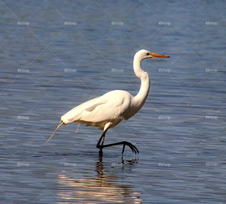 White Egret Walking in Water