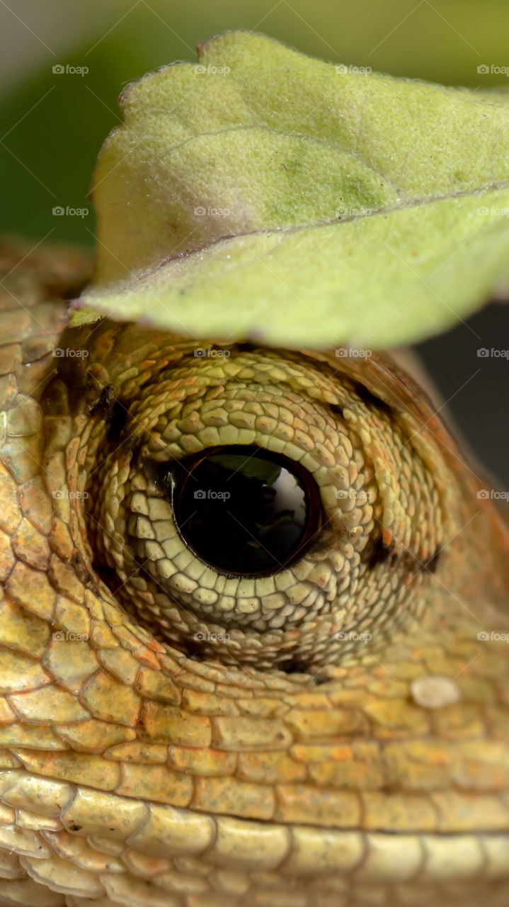Chameleons or chamaeleons (family Chamaeleonidae) are a distinctive and highly specialized clade of Old World lizards with 202 species described as of June 2015. The eyes of the chameleon provide 360 degree vision due to unique eye anatomy.