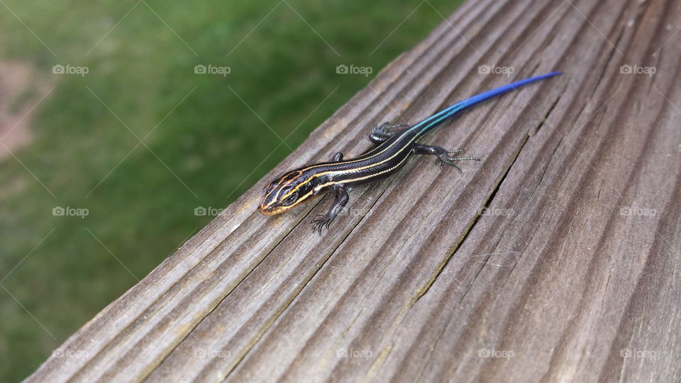 blue tailed skink lizard