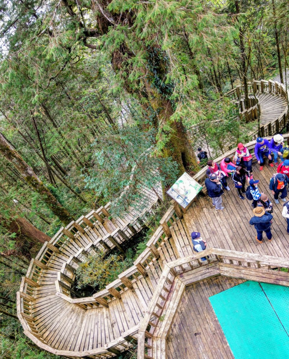 We were walking on the forest trail today morning, the forestpark offers the largest
cluster of "Divine Trees" in Asia. the Divine trees over 300-2500years-old, has
Fomosan Cypress&TaiwanCypress.That's a healthy,ecological tours inTaiwan famously.