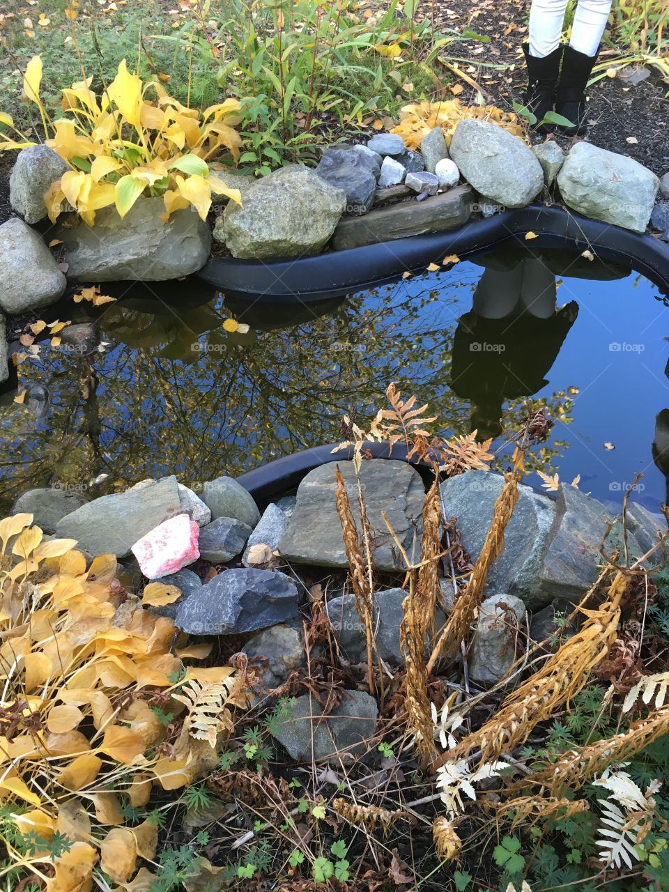 Small, nature filled fish pond