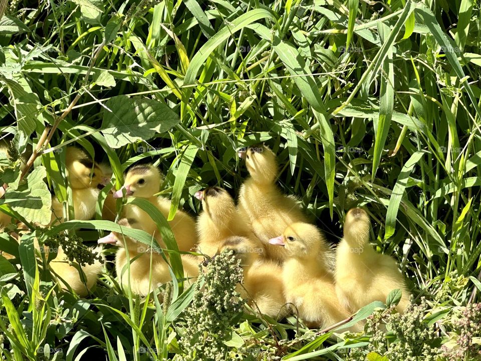 Ducks#puppies