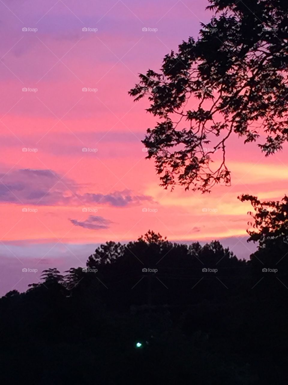 Beautiful sunset of a pink roses hue with trees in silouette.,