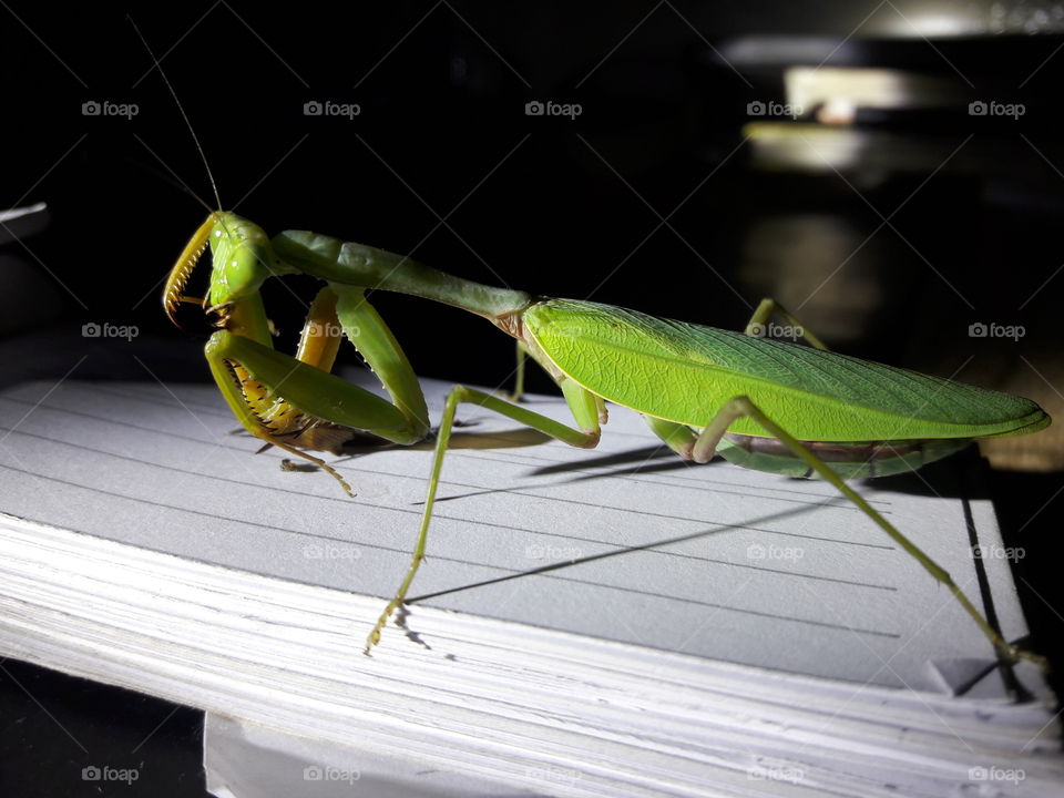praying Mantis