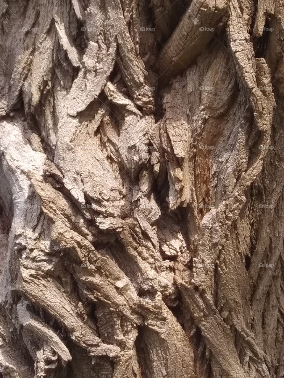 tree bark
