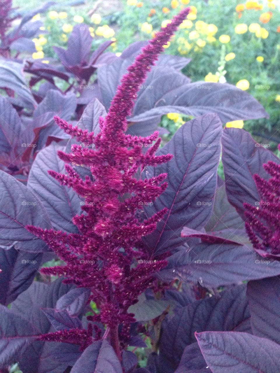 Purple flowers