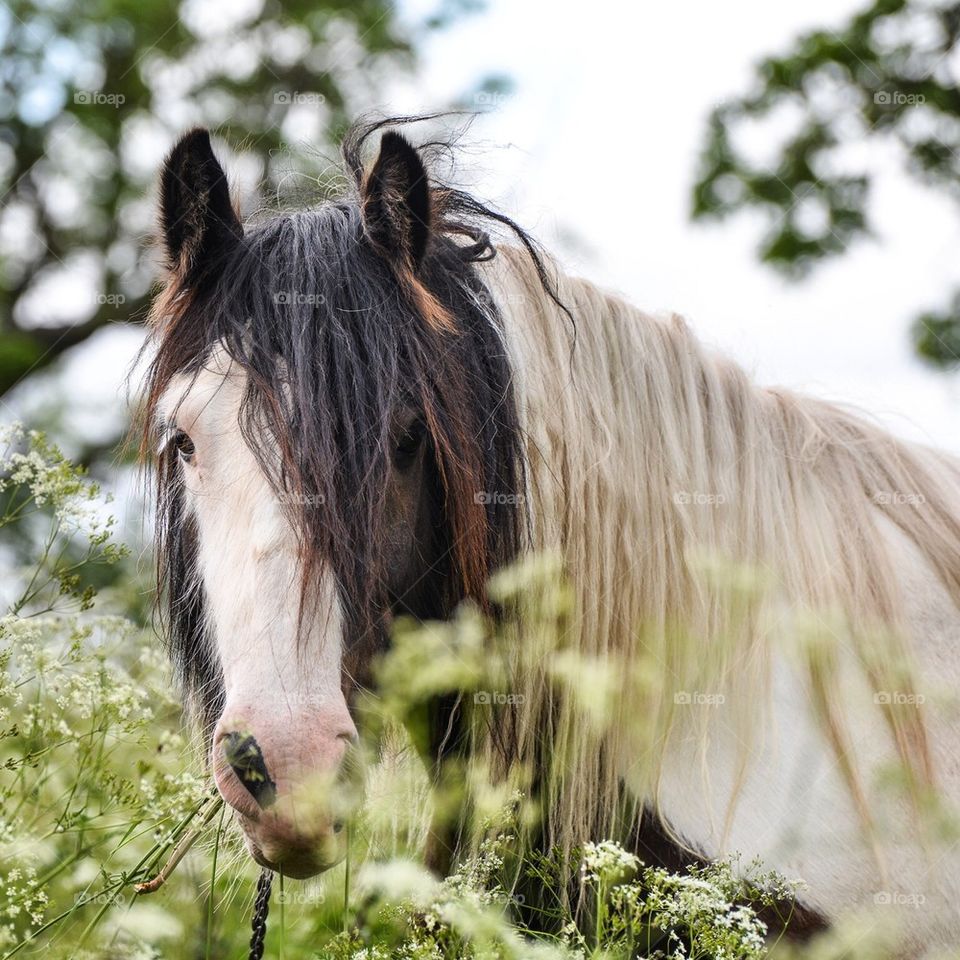 Gypsie cob