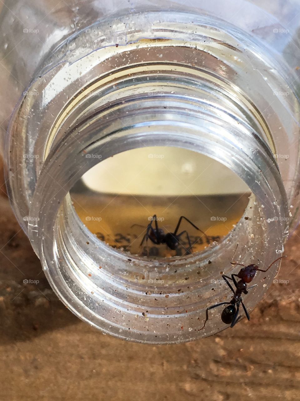 Worker ants large inside and outside glass jar laying on its side