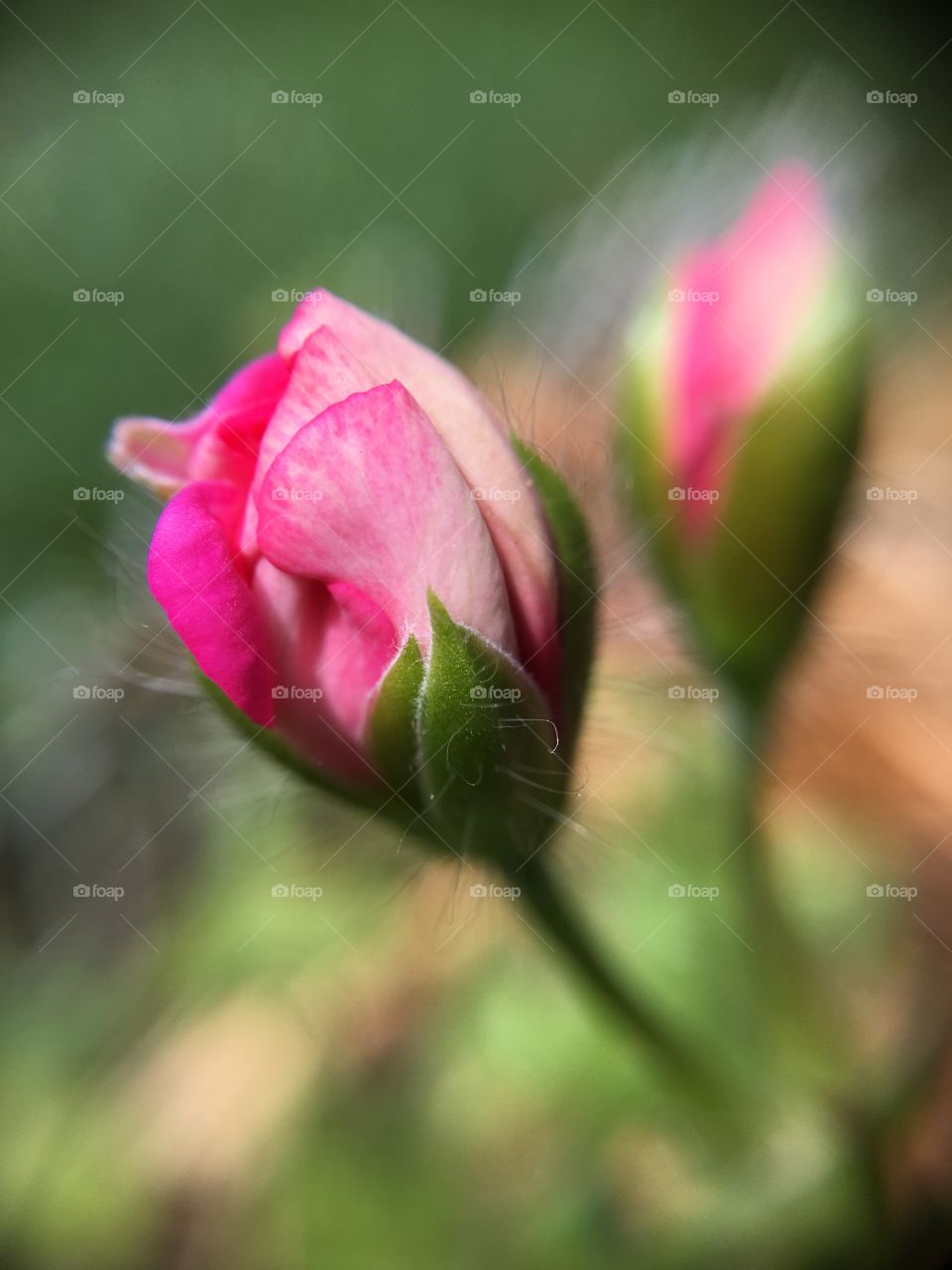 Close-up of rose bud