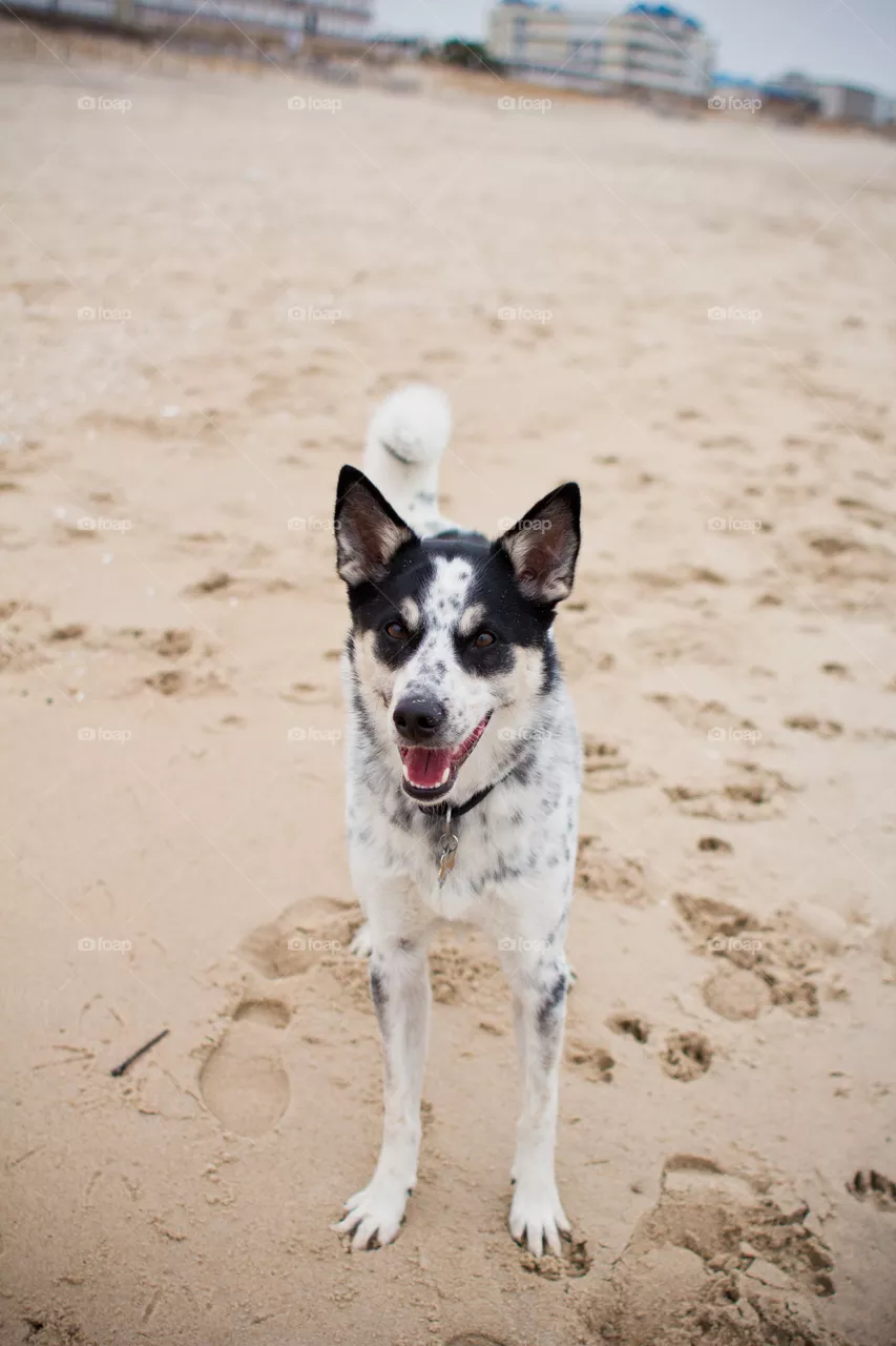 Dog, Pet, Animal, Beach, Mammal