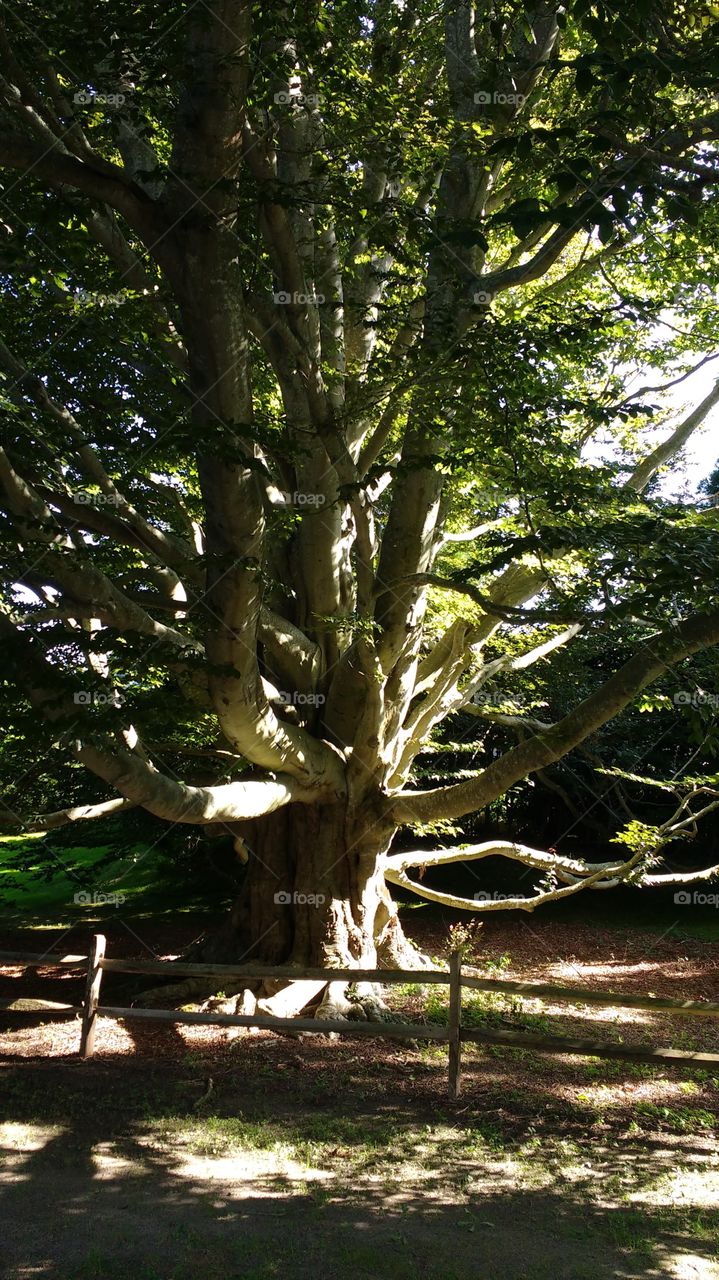 Old Beautiful Tree from the Hamptons NY