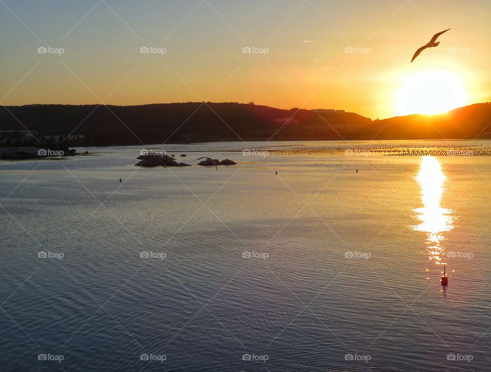 morning sunrise with flying seagull over sea - Sardinia