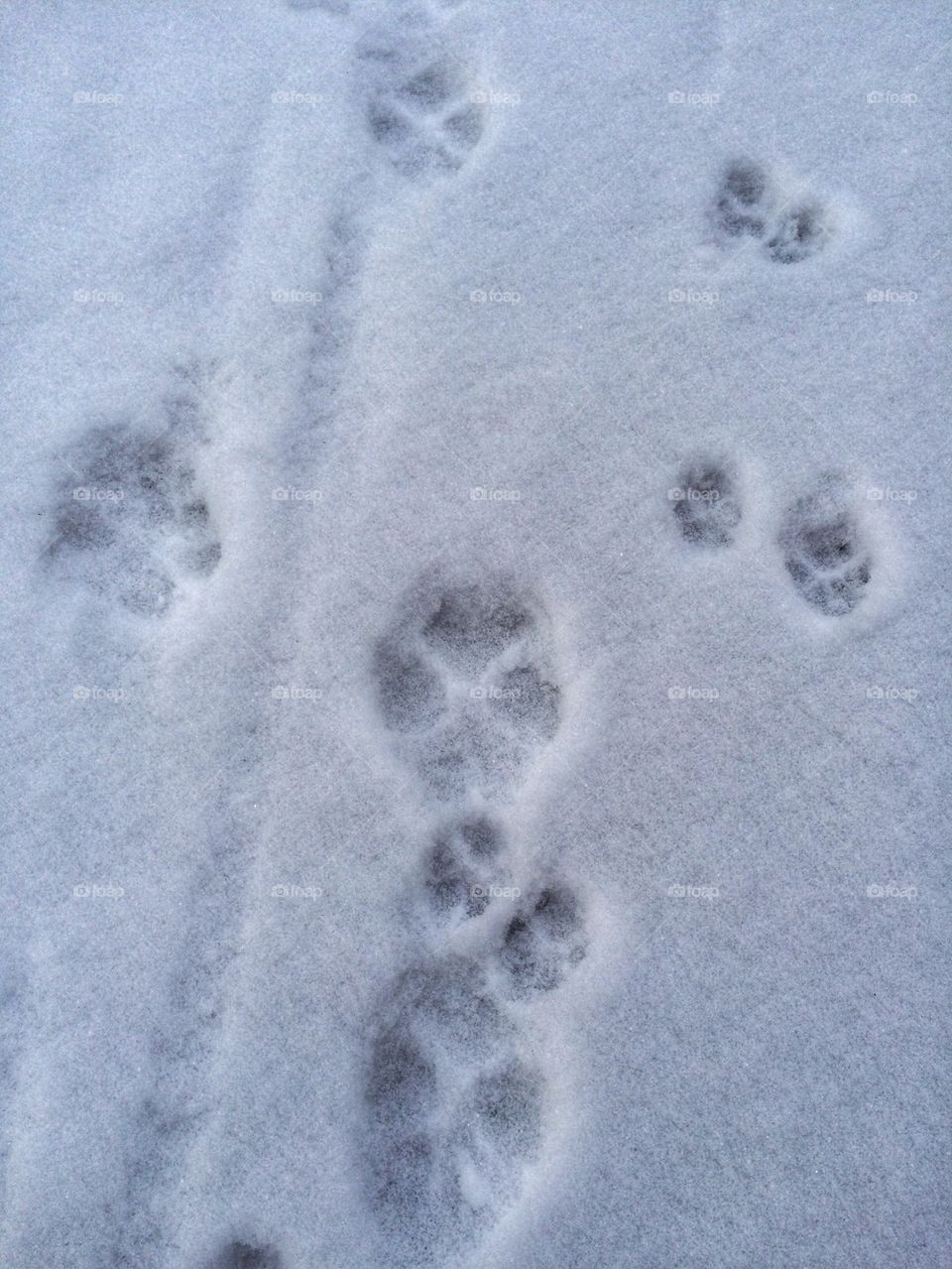 Pawprints