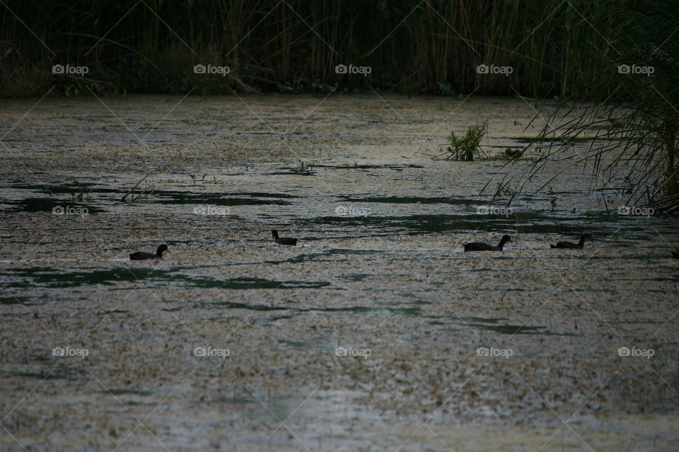 everglades