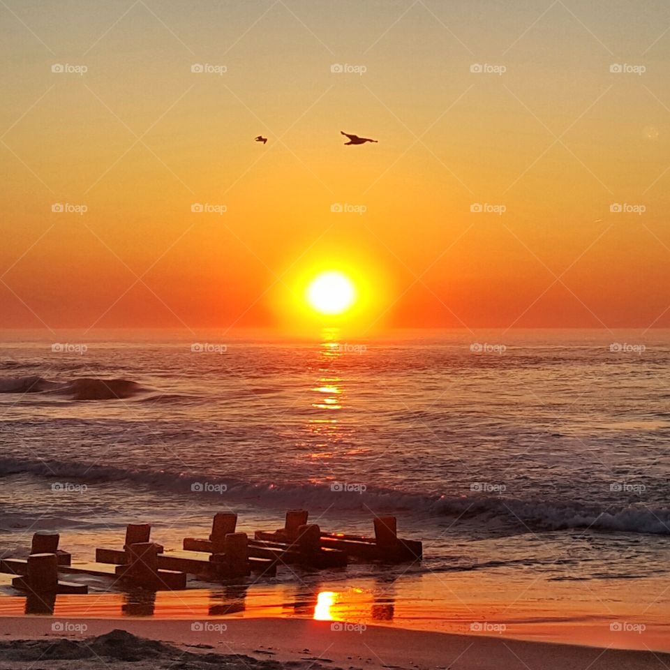 Golden Sunrise . the seagulls are the greatest when they fly into my photos 
