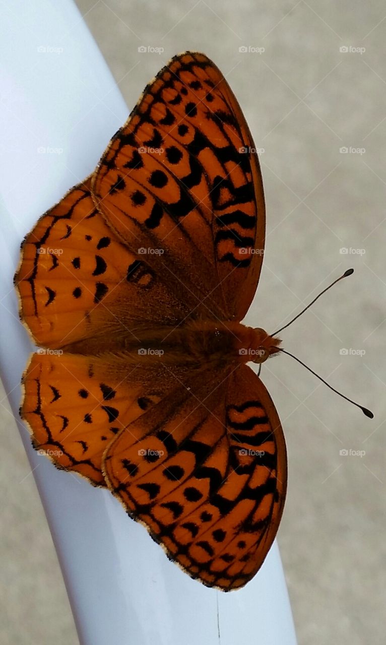 Great Spangled Fritillary
