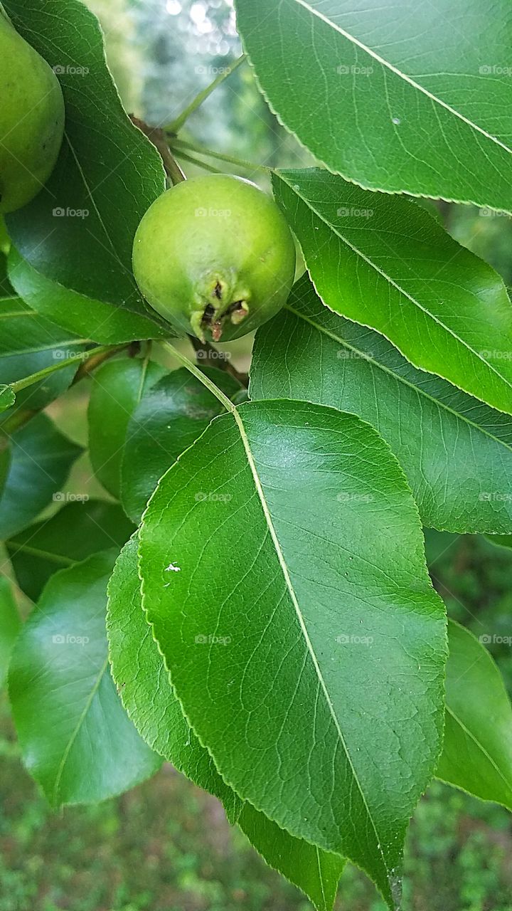 growing pear