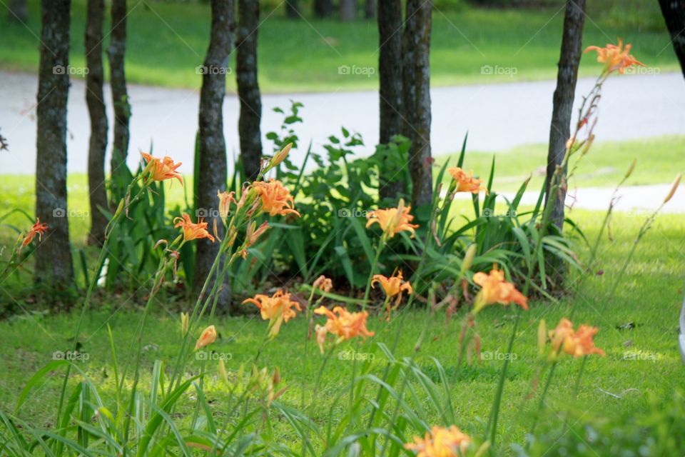 Orange Daylillies