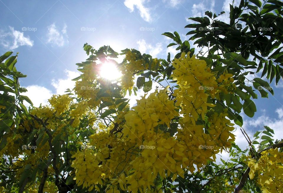 Pingo de Ouro sob o sol