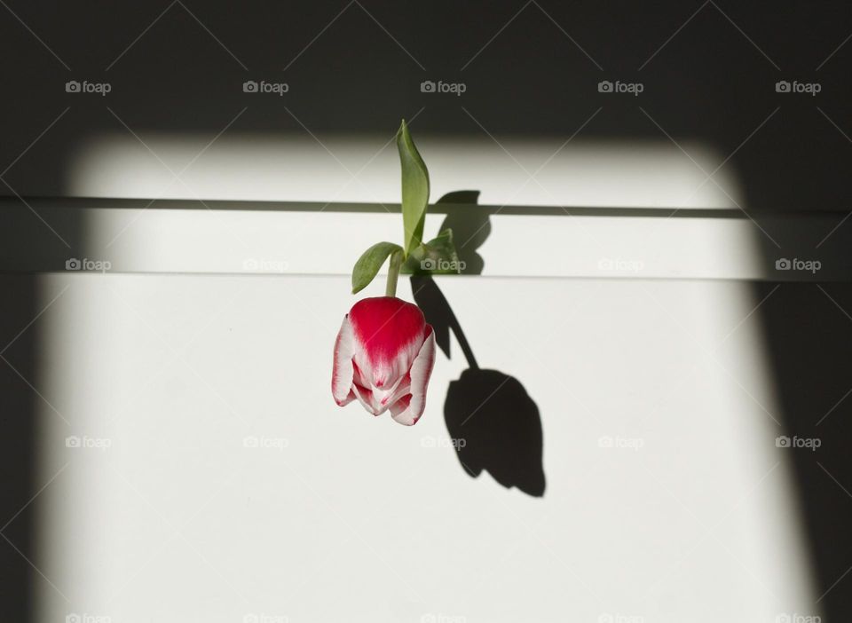 Pink and white tulip sticking out of a white sock drawer and casting a shadow on it due to the sunlight.