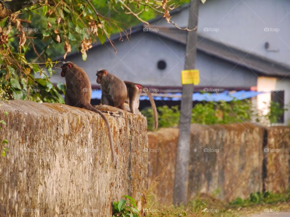 Tree monkeys