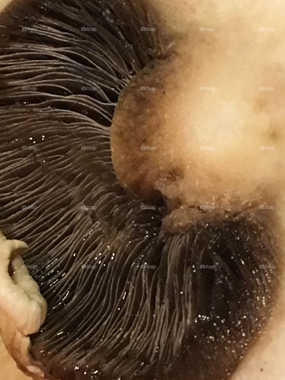 No Person, Food, Fungus, One, Mushroom