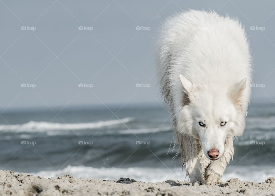 Front view of a dog walking on beach