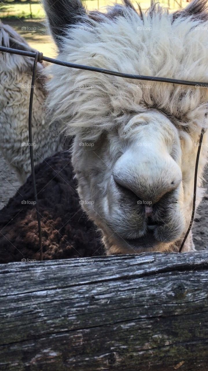Hello alpaca. 